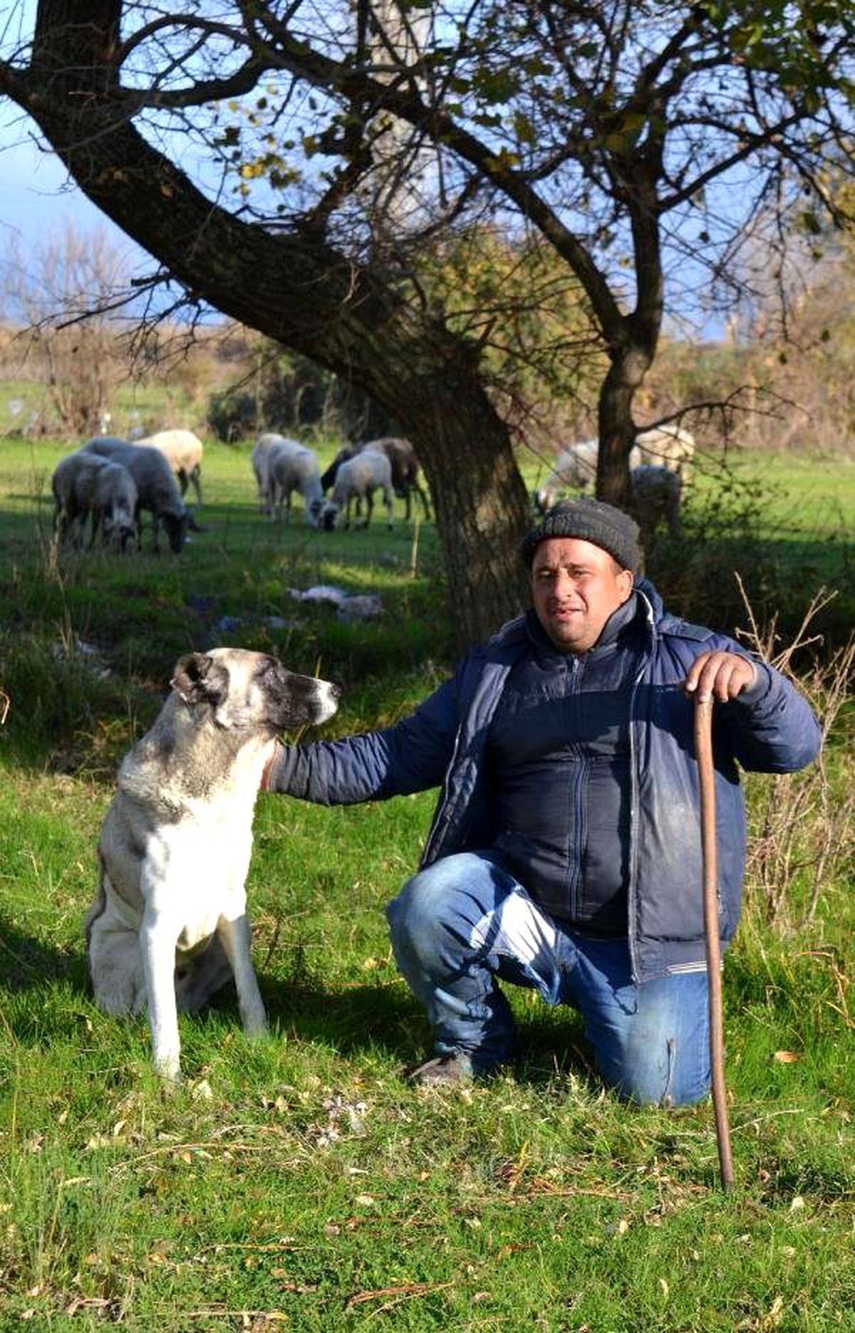 Çoban Köpeği, Sürüsünü Hırsızlardan Korudu