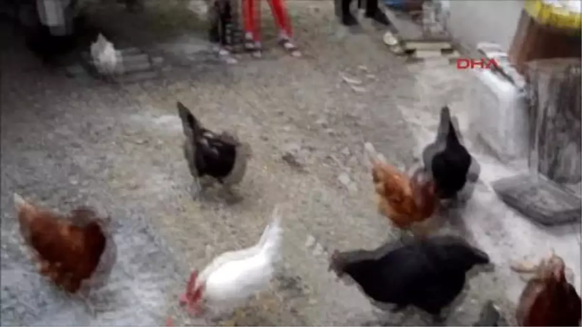 Beslediği Tavuklarından Biri 3 Sarılı Yumurta Yumurtladı
