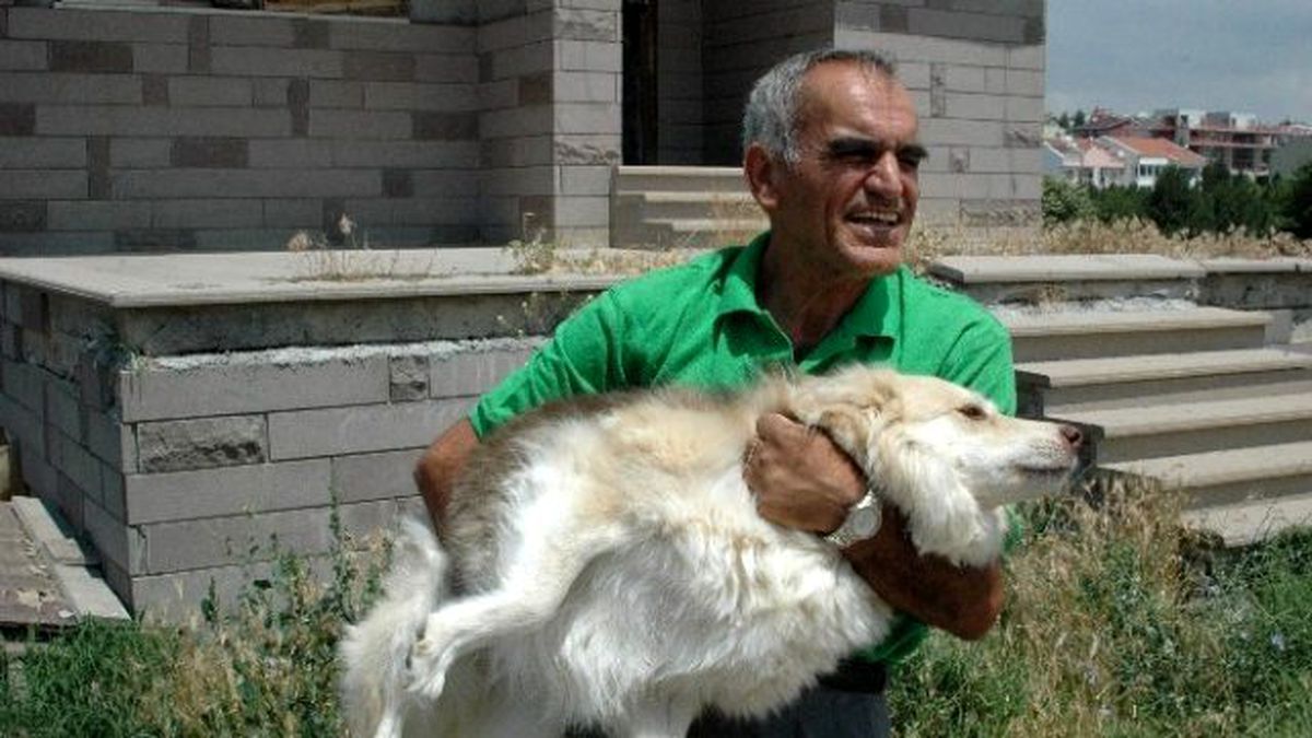 Emekli Maaşıyla 65 Köpeğe Bakıyor