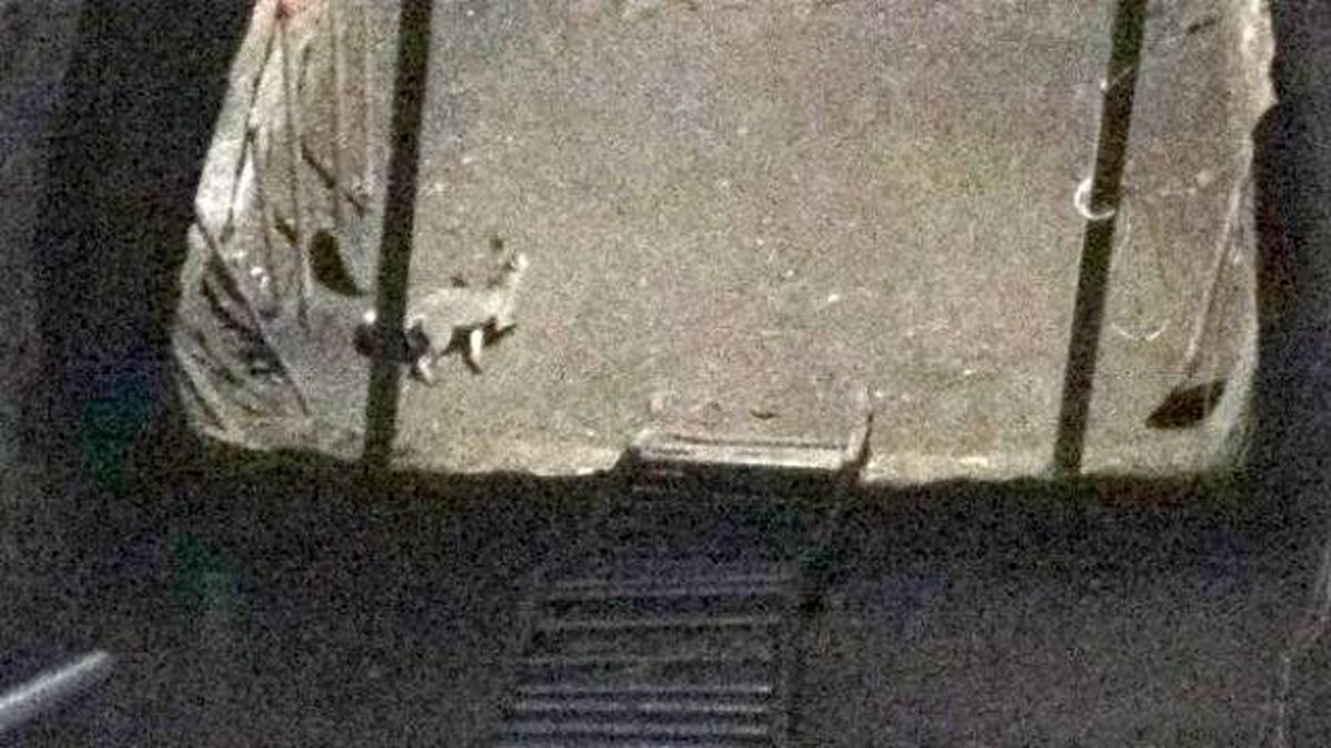 Kont Dracula\'nın Esir Tutulduğu Kalede Kızıl Tilki Objektiflere Yakalandı