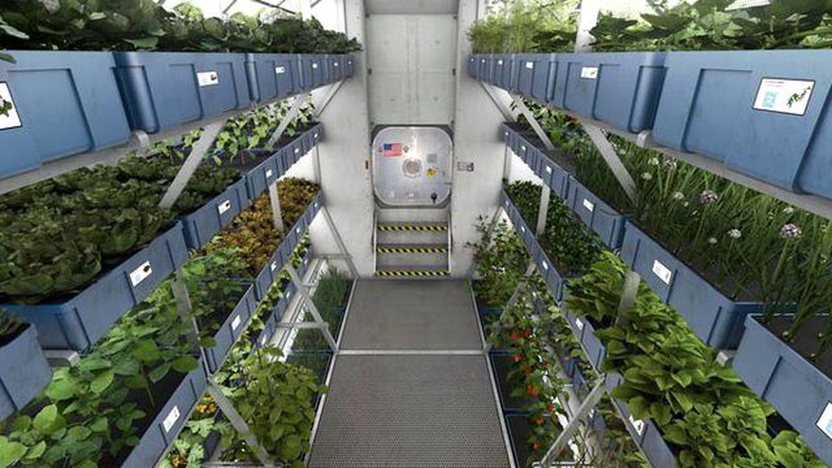 Rusya Uzayda Biber Yetiştirmeyi Planlıyor