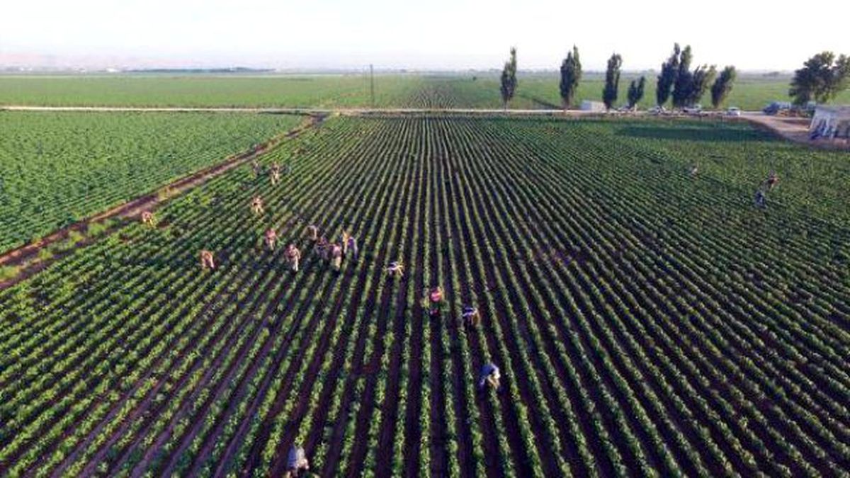 Şanlıurfa\'da 155 Bin Kök Kenevir Ele Geçti