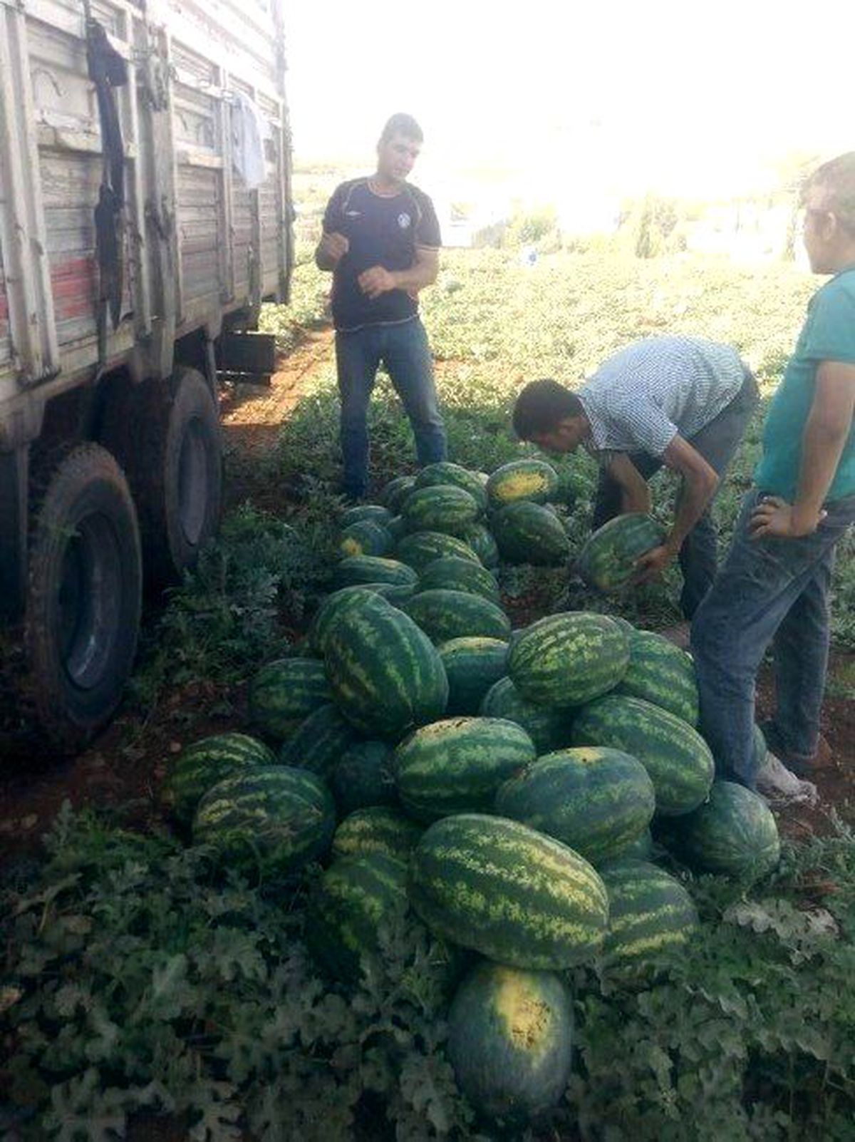 Şanlıurfa\'da Karpuz Zamlandı