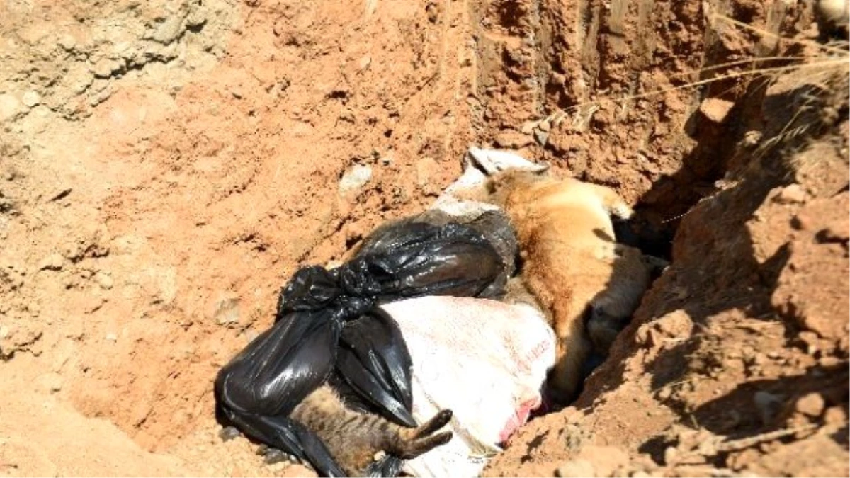 Seferihisar Belediyesi\'nden Ölü Bulunan Hayvanlarla İlgili Açıklama