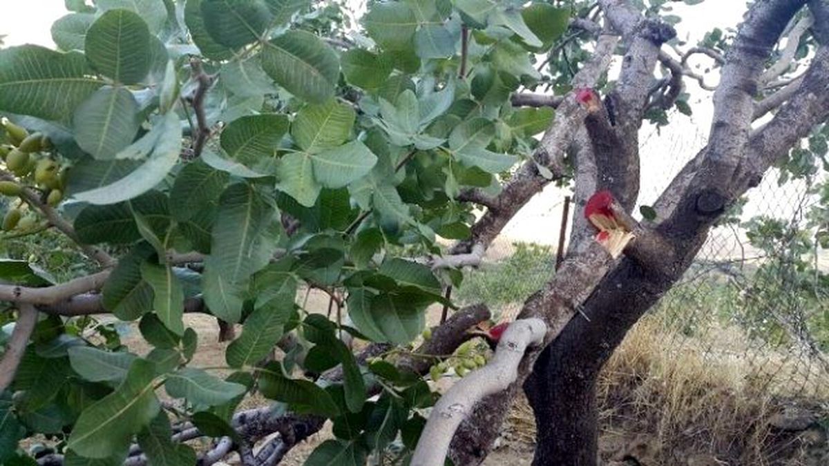 Siirt\'te Fıstık Bahçelerinde Ağaçları Kestiler