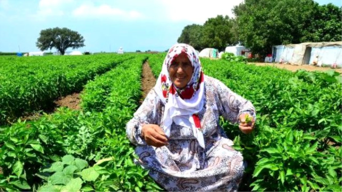 Terörden Kaçanlar Mevsimlik İşçi Oldu