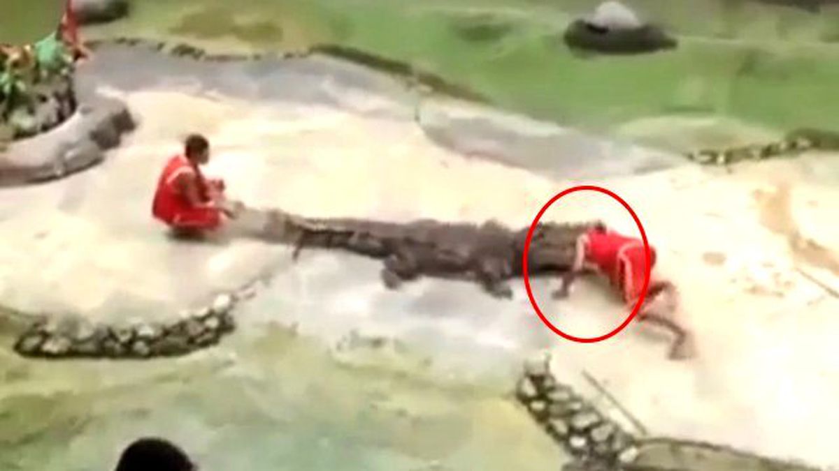 Timsah, Hayvanat Bahçesi Görevlisinin Kafasını Kaptı