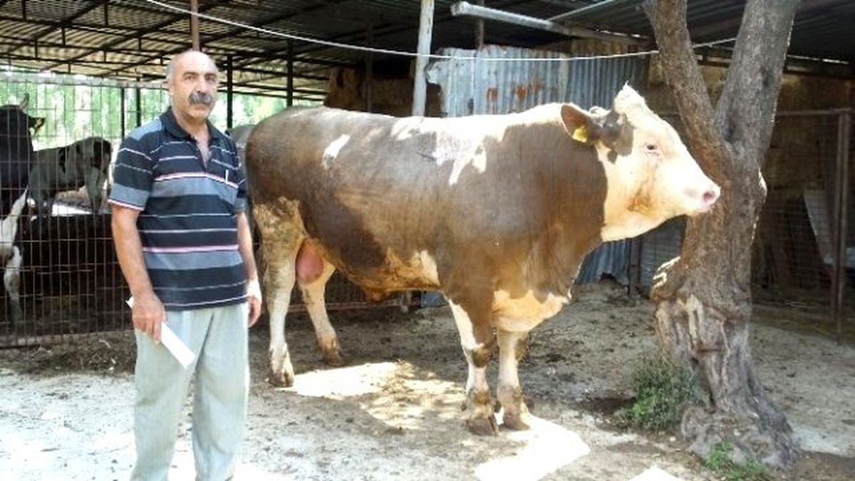 Bir Tonluk Boğa İlgi Çekiyor