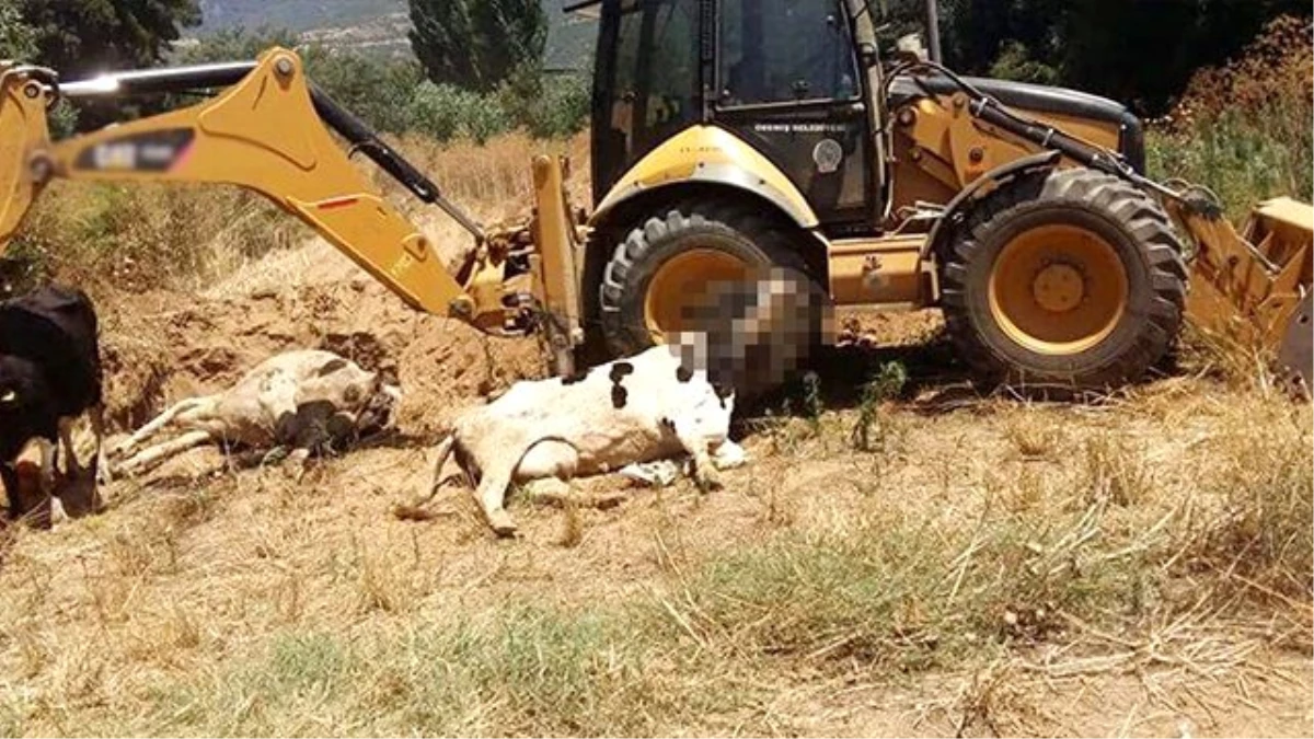 Çiçek Hastalığı Aydın'ı Kasıp Kavuruyor