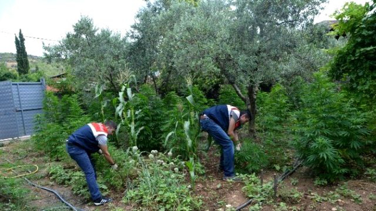 Evinde Uyuşturucu Yetiştiren Şahıs Yakalandı