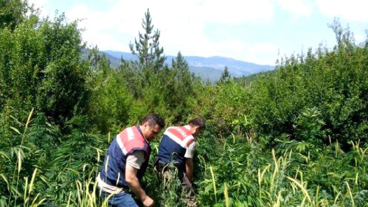 Karabük\'te 560 Kök Hintkeneviri Ele Geçirildi