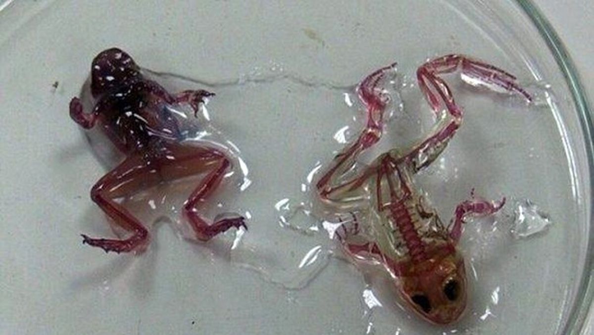 'Şeffaf Kurbağa Keşfedildi' İddiasında Gerçek Ortaya Çıktı