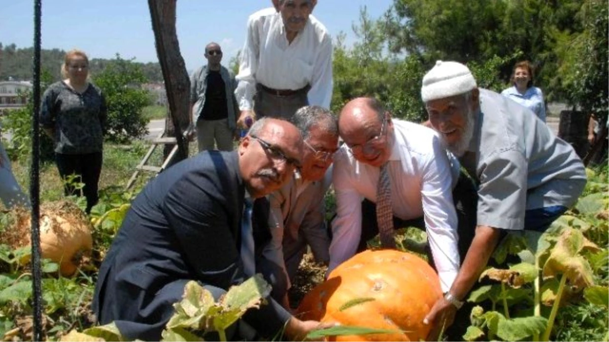 Vali Huzurevi Sakinlerinin Yetiştirdiği Dev Kabağı İlgiyle İzledi