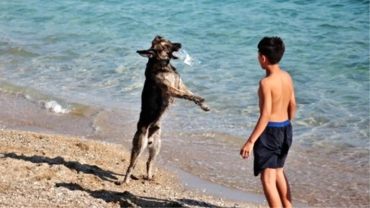 Çocuklar Yoruldu Köpek Yorulmadı