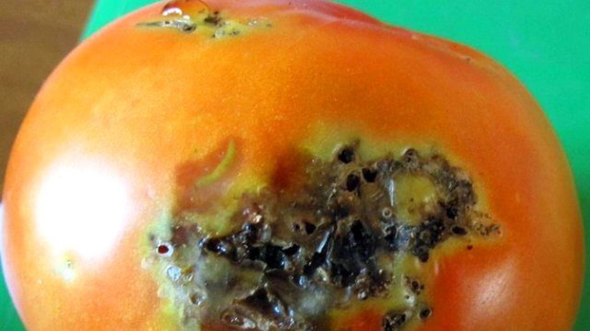 Domates Güvesinin Aktif Dönemi Başladı