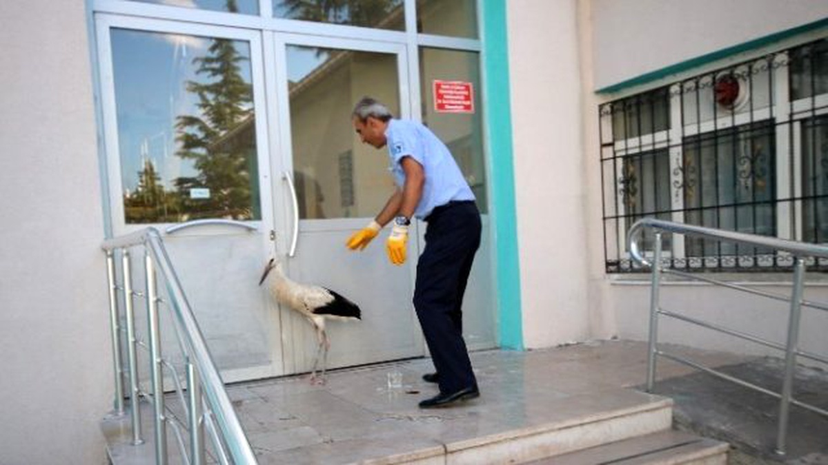 Beyşehir\'de Yaralı Leyleğe Zabıta Sahip Çıktı