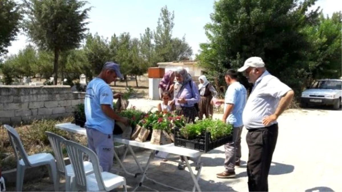 Büyükşehir Belediyesi, Korkuteli\'de Mezarlıkta Gülfidanı Dağıttı
