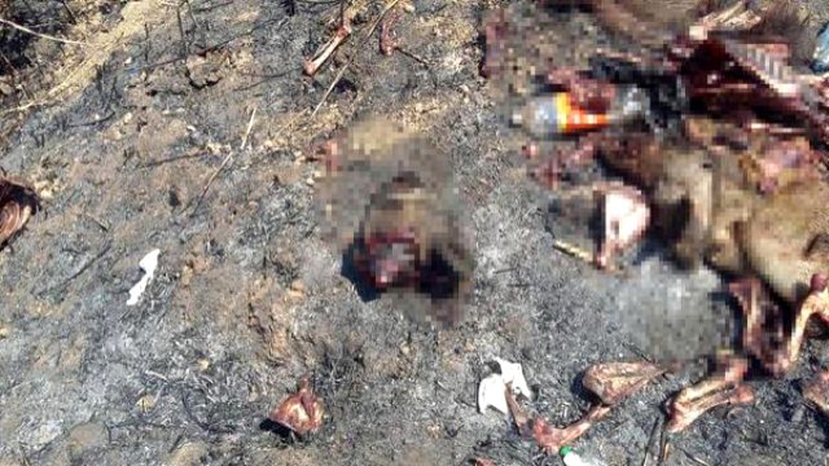 Tarla Kenarında Derisi Yüzülmüş 10 Domuz Leşi Bulundu