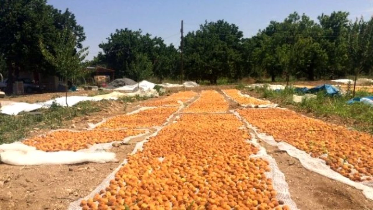 Akçadağ\'da Sağanak Yağış Kayısıyı Vurdu