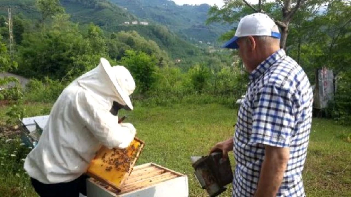 Bahar Soğuk Geçti, Bal Üretimi Yüzde 25 Azaldı