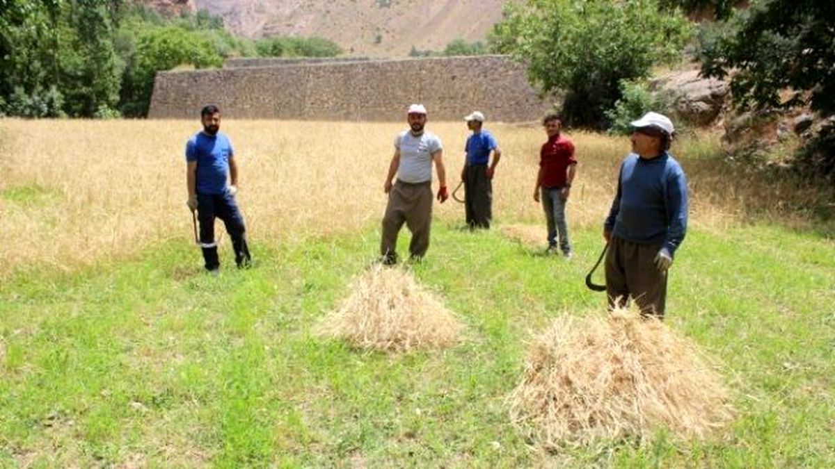Hakkari\'de Buğday Biçilmeye Başlandı
