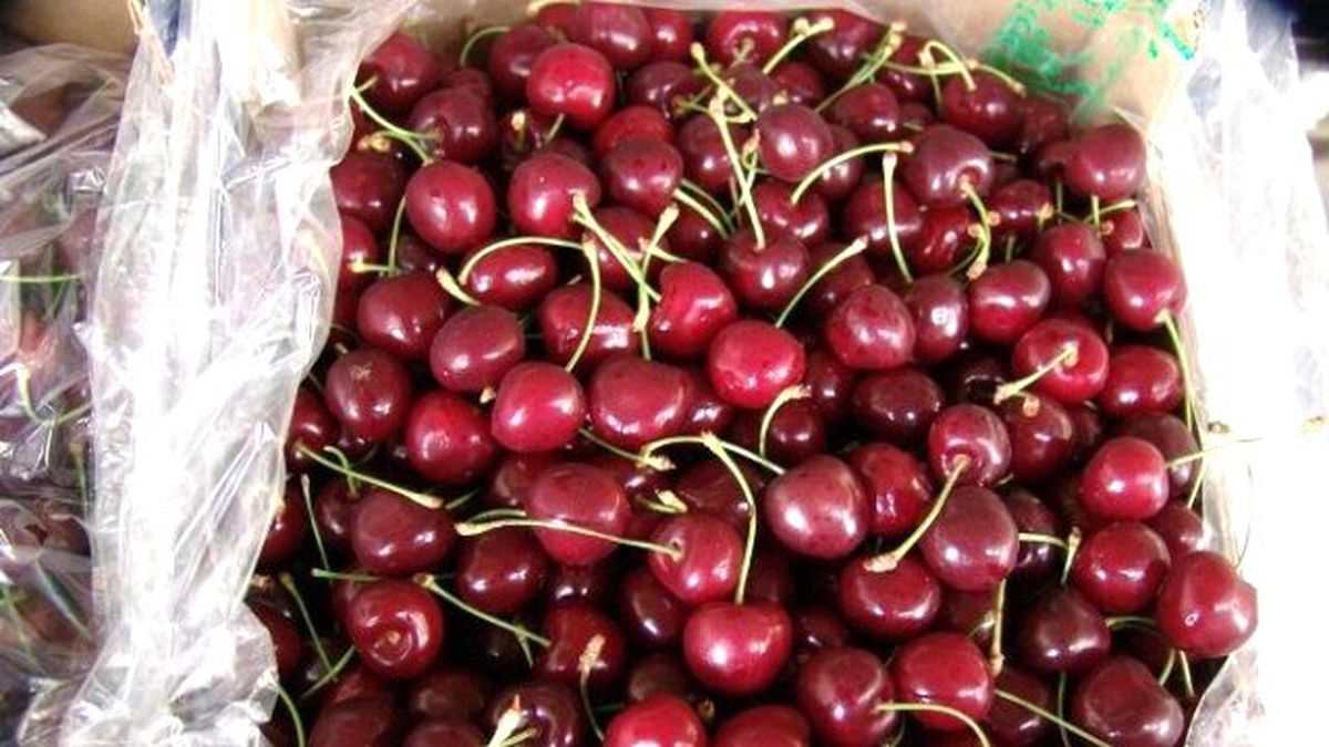 Kiraz İhracatı Yüz Güldürdü