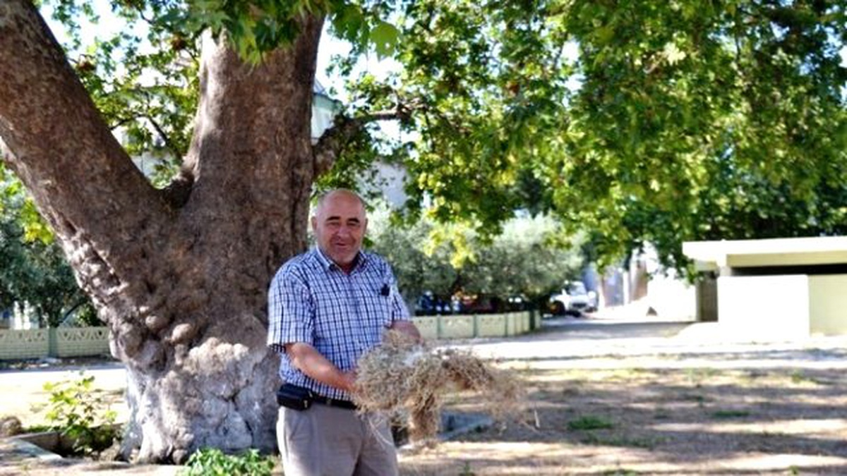 Kuşlar Ölmesin Diye Yere Saman Seriyor