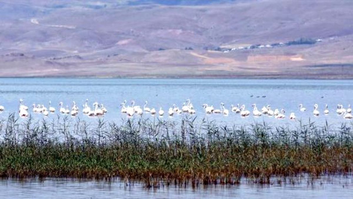 Van Gölü\'ne Geç Gelen Güzellik