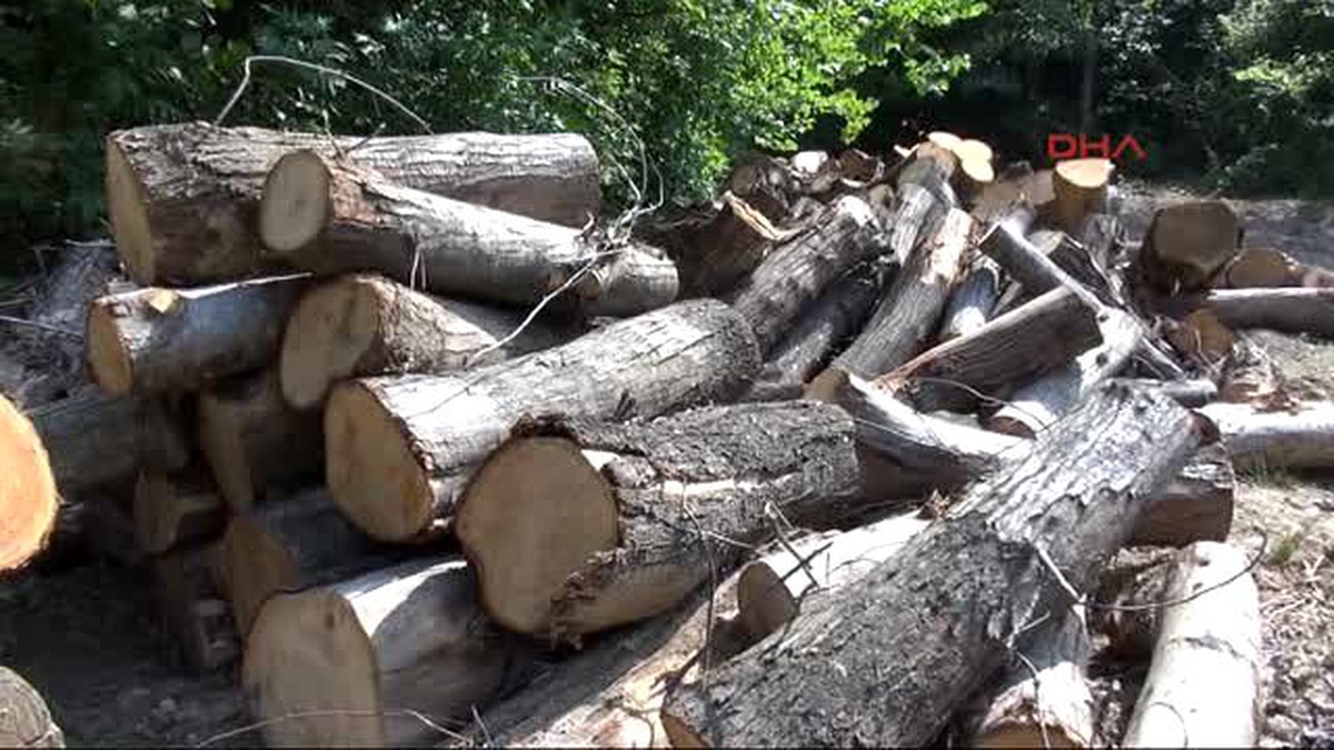 Zonguldak Enerji İletim Hattı İçin Ağaç Kesimine Bartınlılardan Tepki