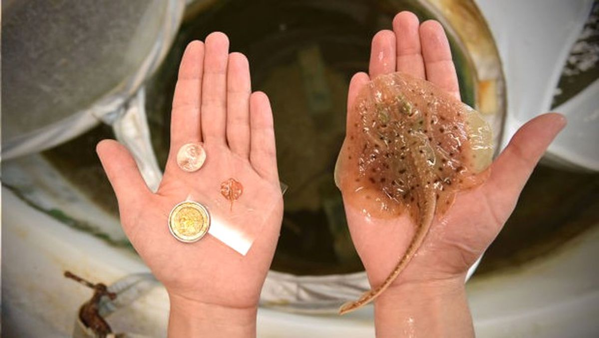 ABD'li Genetik Mühendisleri Silikon ve Altınla Canlı Robot Ürettiler