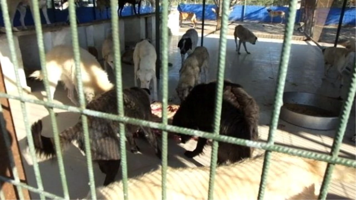 Kaçak Etler Köpeklere Yaradı