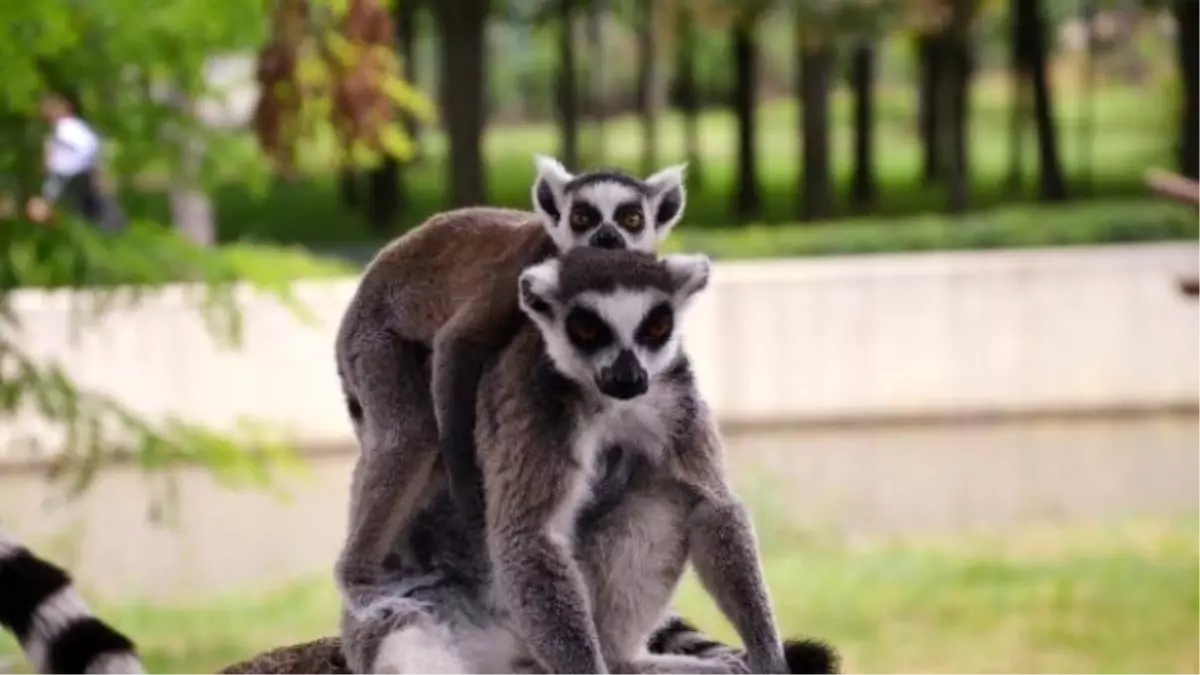 Lemurların Yavru Sevinci