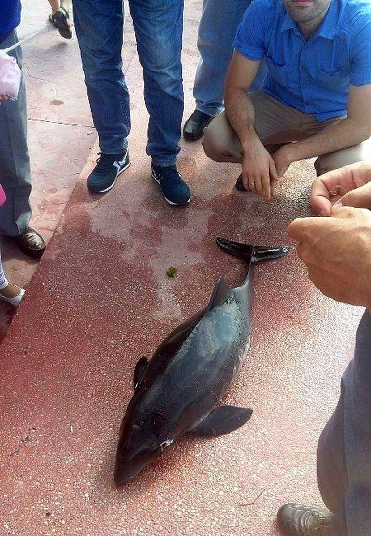 Yavru Yunusu Başından Vurarak Öldürdüler