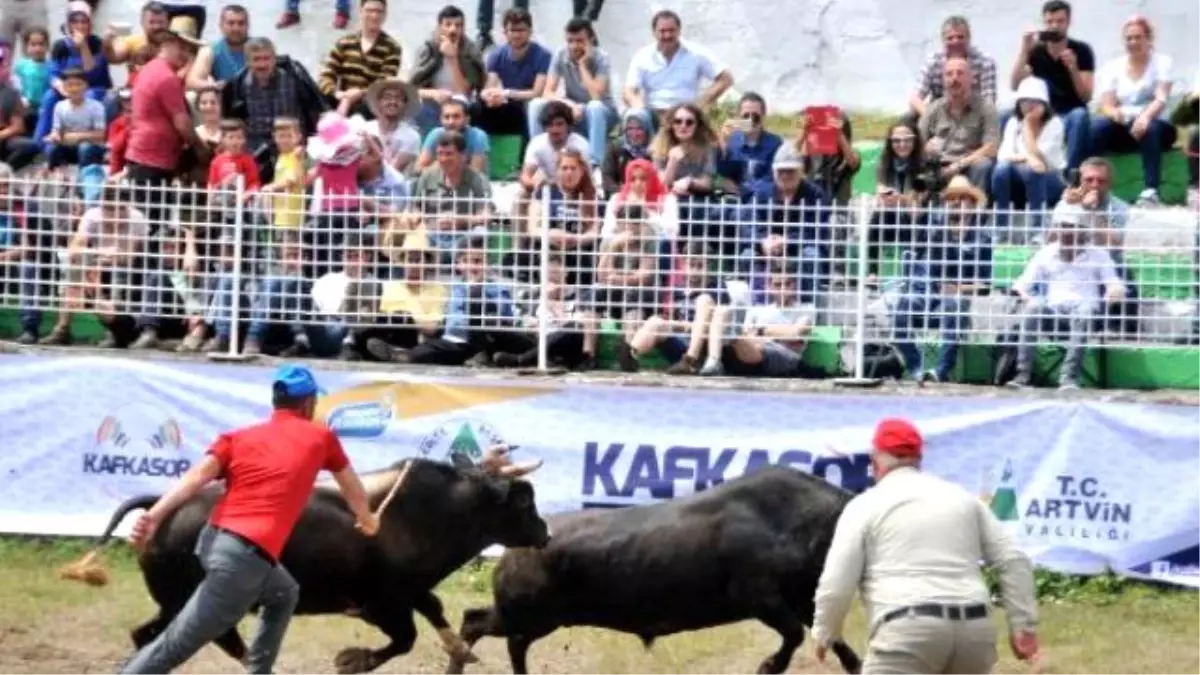 Kafkasör Yaylası\'nda Boğa Güreşleri Nefes Kesti