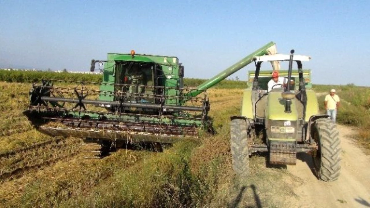 Silifke\'de Çeltik Üretiminde Ekim ve İlaçlama Sezonu Başladı