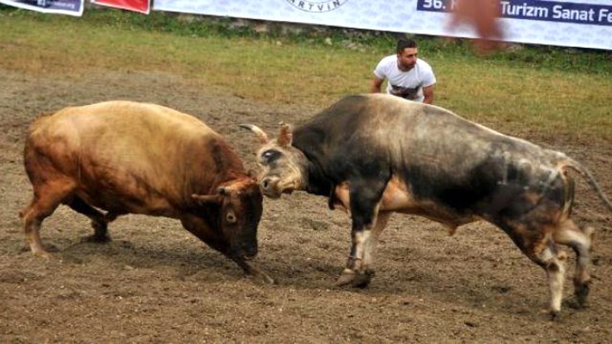 Artvin\'de, Boğa Güreşlerinde Maden Protestosu