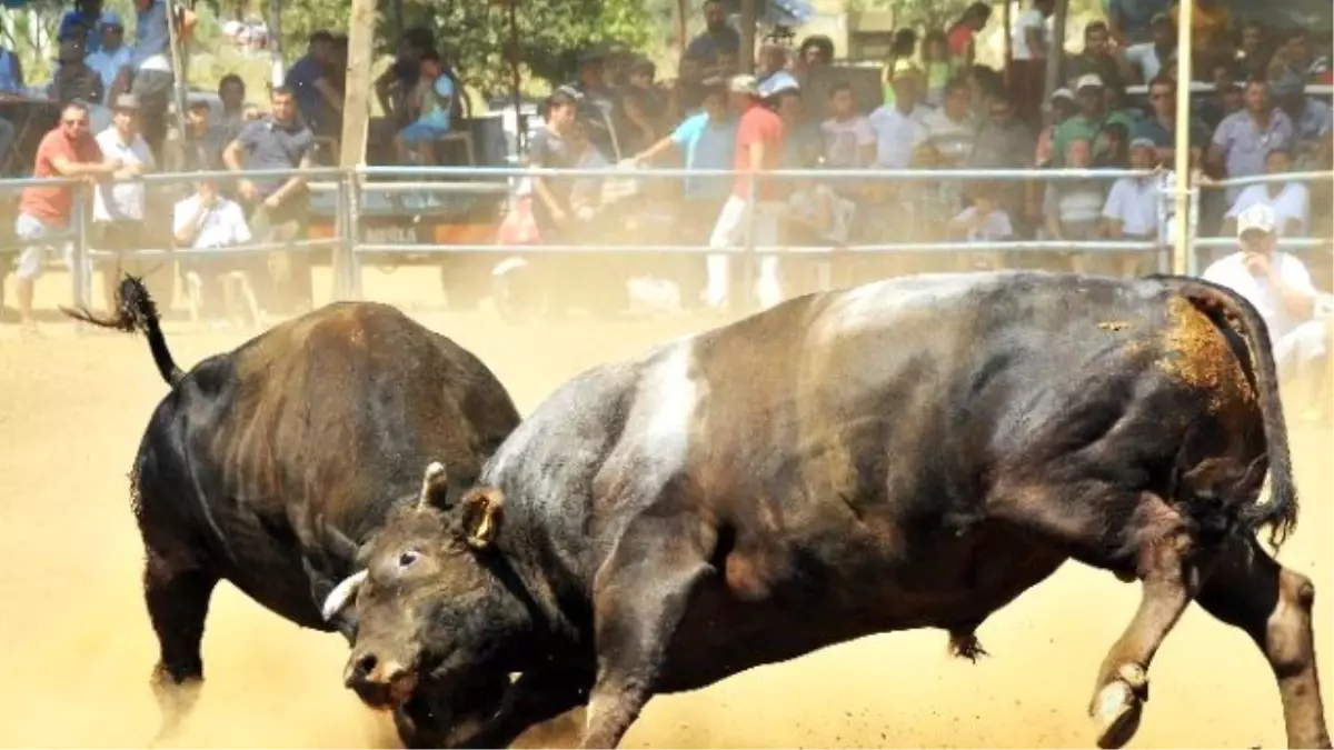 Boğalar Arenaya Sığmadı