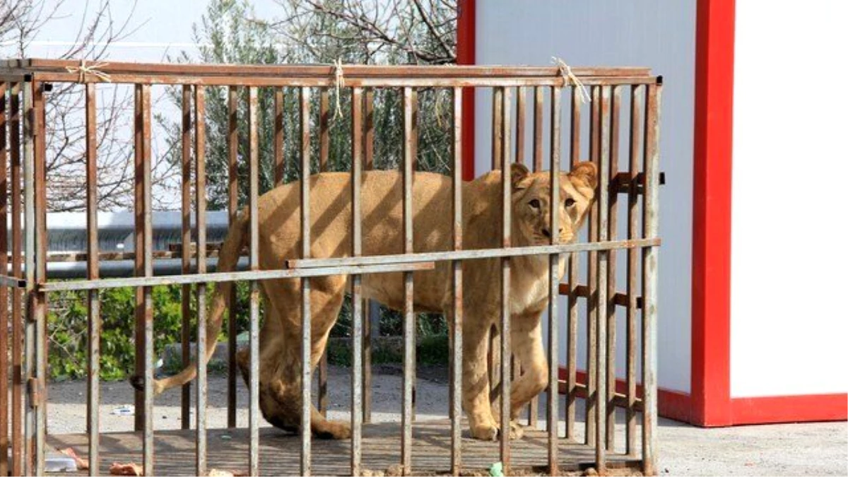 Esenyurt\'ta Avm Bahçesinde Aslan ve Ayı Bulundu