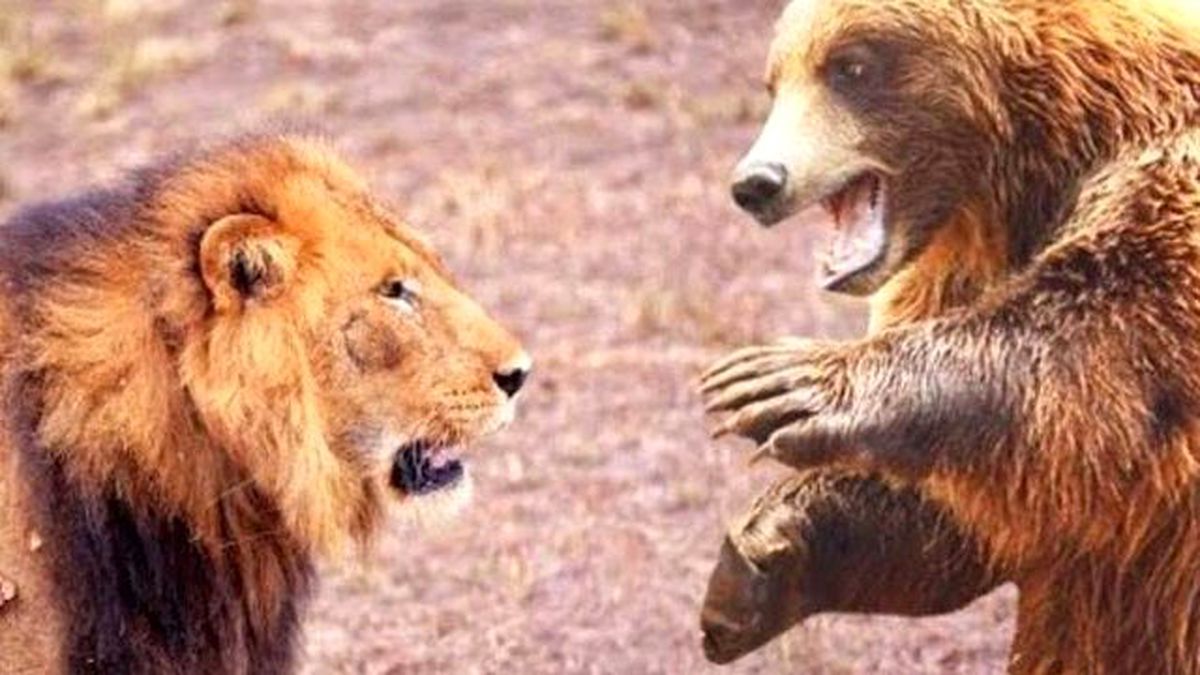 İstanbul'da Aslan ve Ayı Alarmı! Her Yerde Aranıyorlar