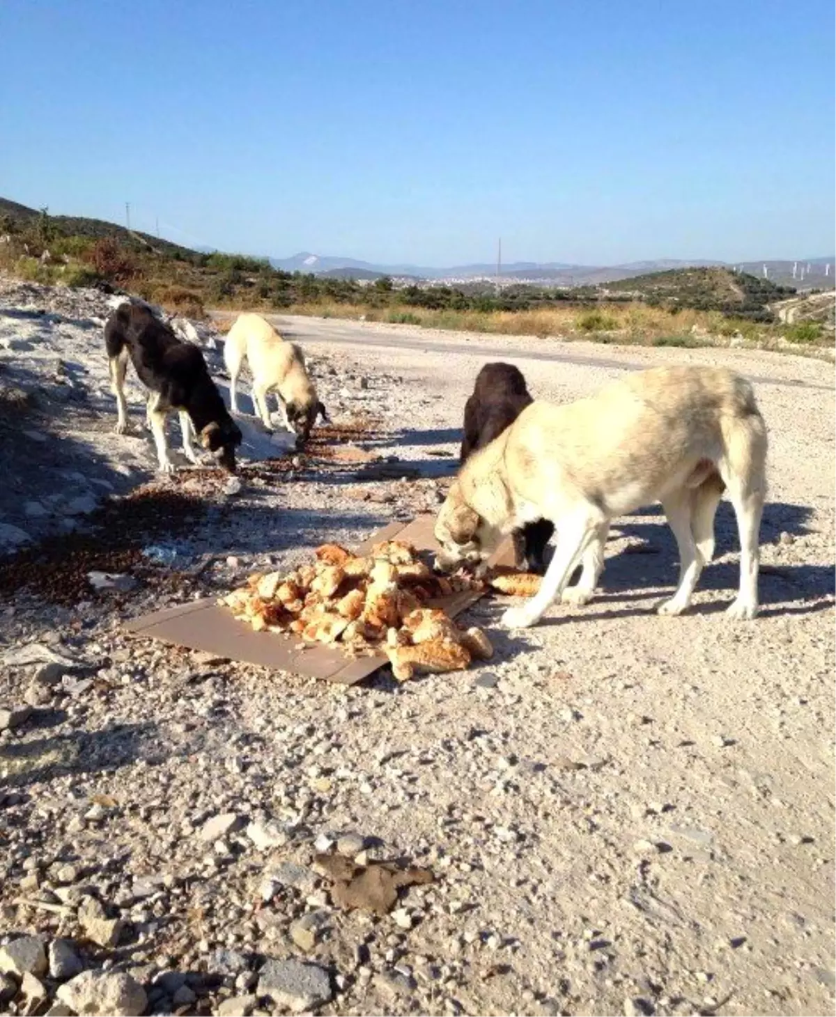 Çesal, Çeşme\'de Sokak Köpeklerine Sahip Çıktı