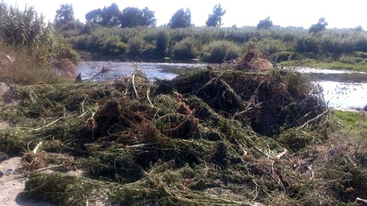 Asi Nehri Kenarında Hint Keneviri Bulundu