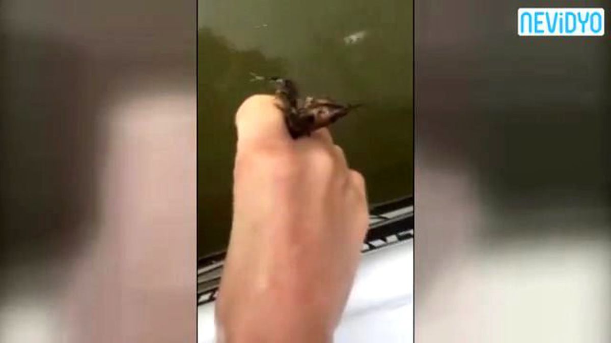 Ayağıyla Öyle Bir Balık Yakaladı Ki...