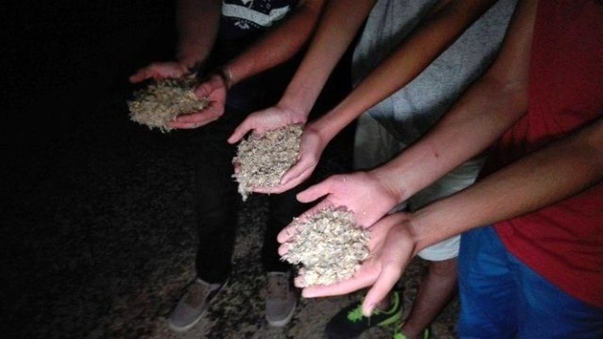 Sadece Sakarya'da Görülüyor! Birgün Sineklerinin 'Ölüm Dansı' Başladı