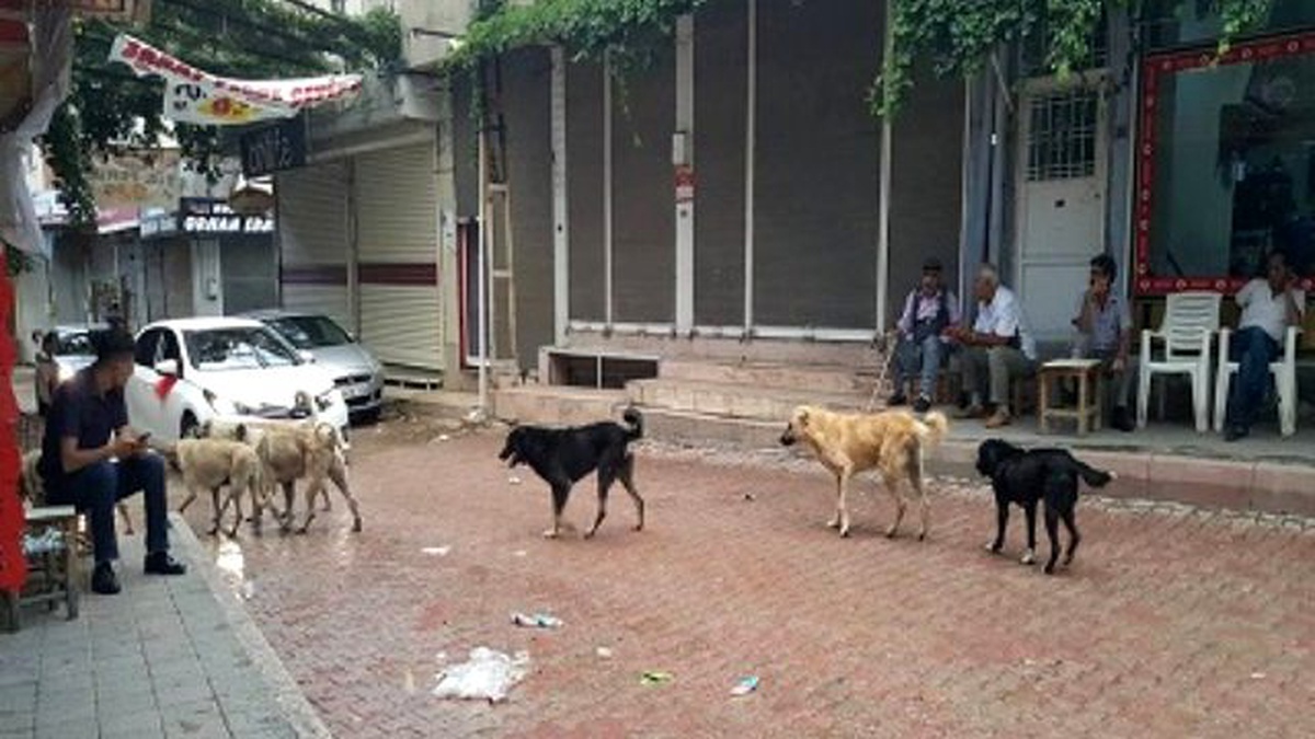 Diyarbakır Ergani\'de Başıboş Köpekler Tedirgin Ediyor