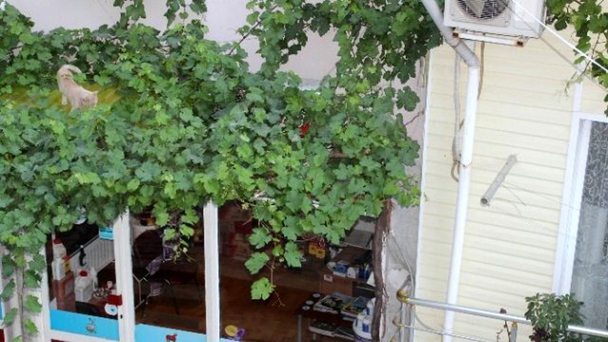 Kedilerin Dostluğu Görenleri Şaşırttı
