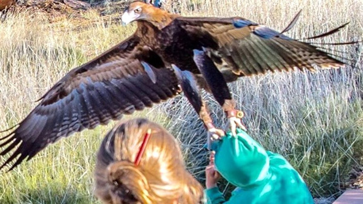 Kartal Saldırısına Uğrayan Çocuk Ucuz Kurtuldu