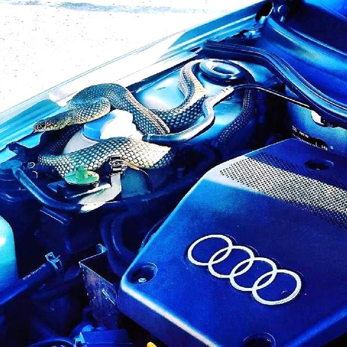 Otomobilin Motor Bölümüne Giren Yılan Uyuşturucu İğne ile Çıkarıldı