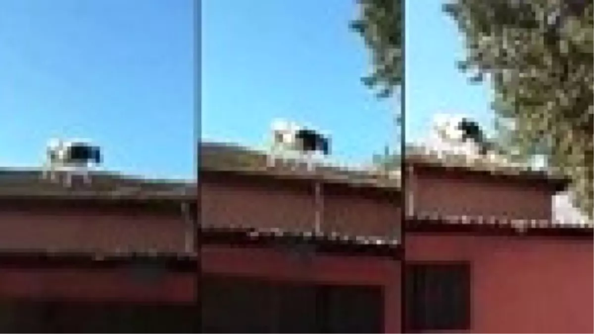 Adana\'da Çatıdan Çatıya Atlayan İnek