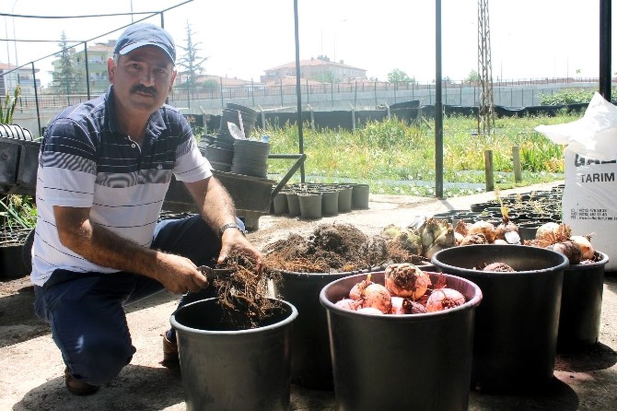 Antalya Expo\'nun Bitki Soğanları Yalova\'dan