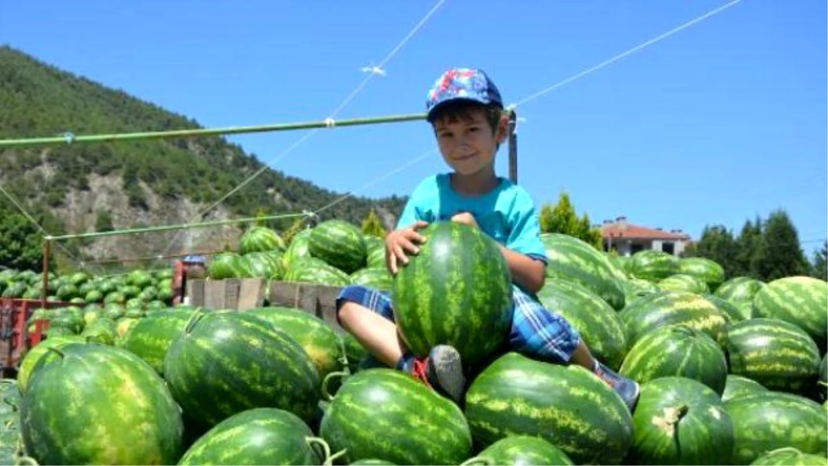 Bilecik\'te Karpuz Fiyatları Üreticinin Yüzünü Güldürdü